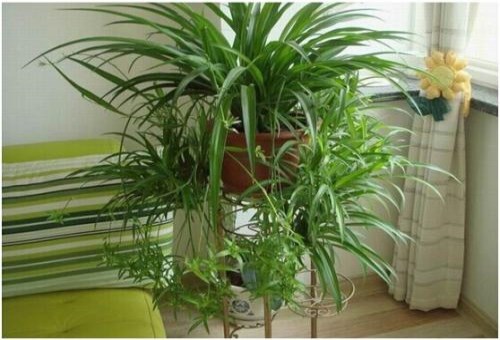 室內(nèi)甲醛清除方法有哪些?